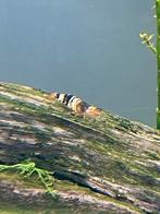 Bijengarnalen, bijengarnaal, gestreepte garnalen, Kreeft, Krab of Garnaal, Zoetwatervis, Schoolvis