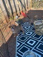 Beagle x Shiba Inu Pups, Standaard, 8 tot 15 weken, Korthaar, Parvo