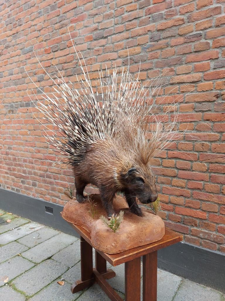 Opgezette Stekelvarken afrika taxidermy schedel curiosa hert, Ophalen, Wild dier, Opgezet dier