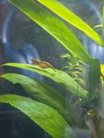 Mix garnalen aquarium kraan water, Kreeft, Krab of Garnaal, Zoetwatervis