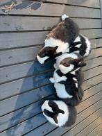 Jonge hollanders, Dieren en Toebehoren, Meerdere dieren, Groot