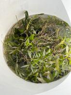 Mooie kuip vol aquariumplanten (gratis), Ophalen, Gebruikt, Plant(en), Steen of Hout