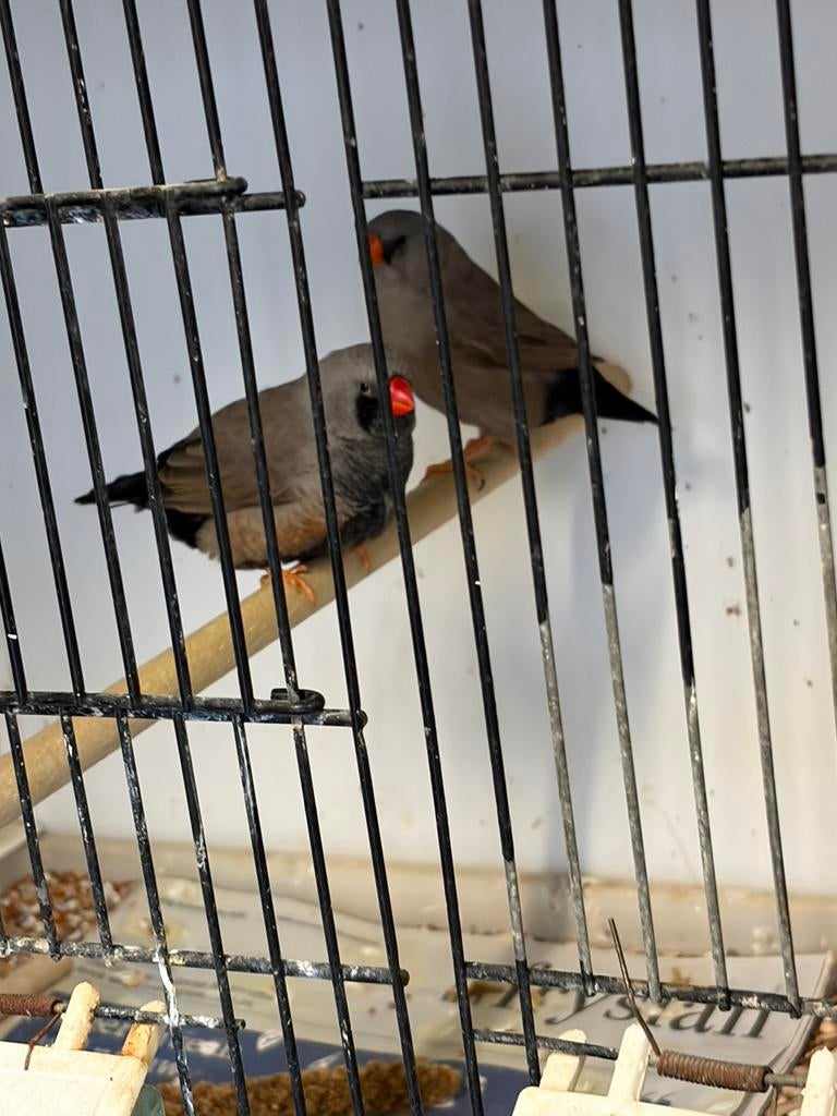 Charcoal zebravinken, Ophalen of Verzenden, Overige typen