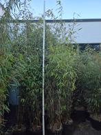 Niet woekerende bamboe  ,  Fargesia , bamboe, Ophalen, Bloeit niet, Overige soorten, Halfschaduw