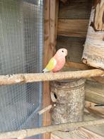 Bourke parkiet pop, Dieren en Toebehoren, Vogels | Parkieten en Papegaaien, Vrouwelijk, Parkiet