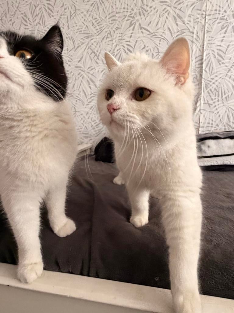 Twee katen een wit en andere wit en zwart, Dieren en Toebehoren, Katten en Kittens | Overige Katten, Kater, Langharig, 0 tot 2 jaar