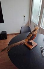 Opgezette goudfazant fazant taxidermie vogel, Ophalen of Verzenden, Gebruikt, Vogel, Opgezet dier
