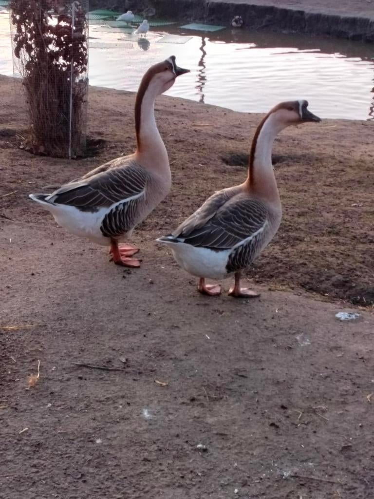 Te koop koppel Chinese knobbelganzen., Dieren en Toebehoren, Pluimvee, Meerdere dieren, Gans of Zwaan