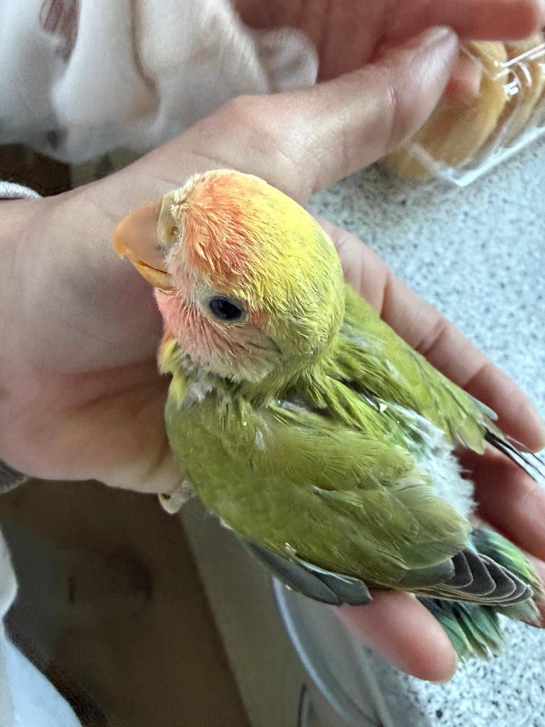 Lieve handtamme agapornis, Dieren en Toebehoren, Vogels | Parkieten en Papegaaien, Geslacht onbekend, Dwergpapegaai of Agapornis