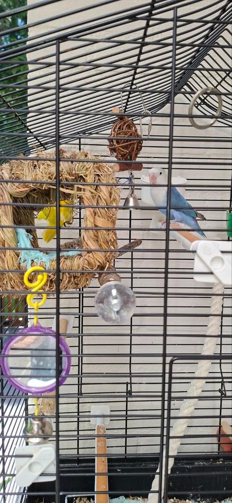 2 Dwergpapegaaitjes Agapornissen, Dieren en Toebehoren, Vogels | Parkieten en Papegaaien, Mannelijk, Dwergpapegaai of Agapornis