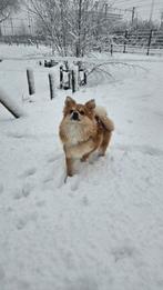 Gezocht: hulp uitlaten hond Utrecht 2e Daalsebuurt