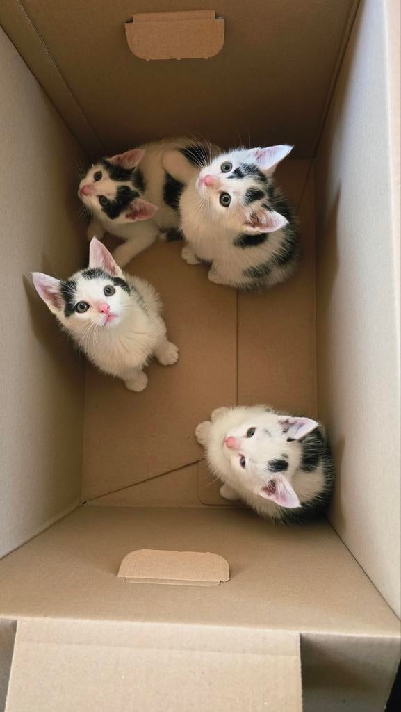 Kittens, Poes