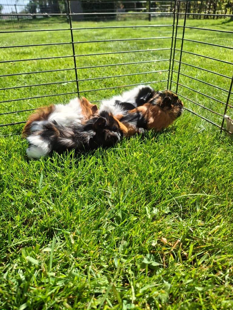 Jonge cavia's te koop, Dieren en Toebehoren, Meerdere dieren, Tam, Maart, Cavia