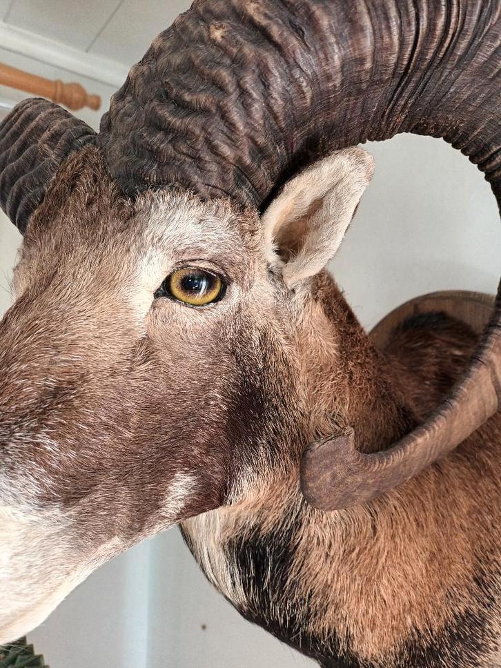 Moeflon ( ram) , prachtig opgezette kop, zeer mooi, Verzamelen, Dierenverzamelingen, Zo goed als nieuw, Opgezet dier, Boerderijdier