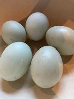Indische loopeenden eieren, Ophalen
