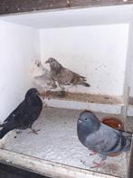 Kropers tillduiven, Dieren en Toebehoren, Vogels | Duiven, Mannelijk