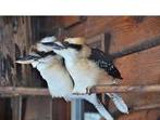 Kookaburra's, Dieren en Toebehoren, Vogels | Overige Vogels, Meerdere dieren, Roofvogel, Geringd