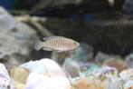 Neolamprologus Multifasciatus Slakkenhuiscicliden, Dieren en Toebehoren, Vis, Zoetwatervis, Schoolvis