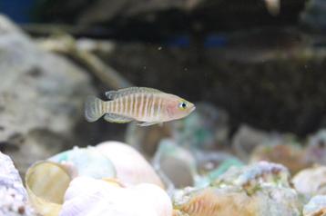 Neolamprologus Multifasciatus Slakkenhuiscicliden beschikbaar voor biedingen