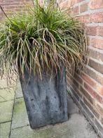 Plantenbak incl plant gratis, Tuin en Terras, Ophalen, Overige soorten, Volle zon