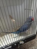 Hele mooie violet halsband pop, Dieren en Toebehoren, Vrouwelijk, Parkiet