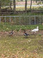 Roodhals gans, Dieren en Toebehoren, Pluimvee, Meerdere dieren, Gans of Zwaan