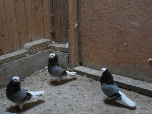 2 oud Hollandse capucijnen sierduiven blauw geband, Dieren en Toebehoren, Vogels | Duiven, Overige soorten, Meerdere dieren