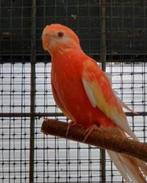 Gevraagd bourkes albino, Dieren en Toebehoren, Vogels | Parkieten en Papegaaien, Meerdere dieren, Parkiet