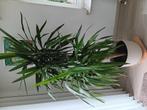 Yucca Elephantipes incl. Pot, Groene kamerplant, Ophalen of Verzenden, Halfschaduw, 150 tot 200 cm