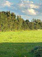 Te koop gras op stam, Dieren en Toebehoren