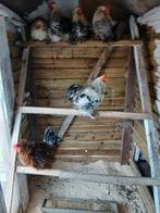 Cochin hanen, Mannelijk, Kropper