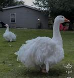 Gezocht sebastopol ganzen, Dieren en Toebehoren, Pluimvee, Meerdere dieren, Gans of Zwaan