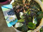 Waterlelie, Tuin en Terras, Vijvers, Ophalen