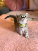 Lieve britse korthaar kittens, Meerdere dieren, Ontwormd