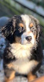 Gouden mand gezocht Berner Sennen pup 5 maanden oud, Dieren en Toebehoren, CDV (hondenziekte), Particulier, Teef, 8 tot 15 weken