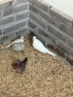 Twee Koppels Senegal duiven, Meerdere dieren, Geringd