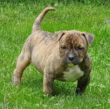 Old English Bulldog kunnen nu mee beschikbaar voor biedingen