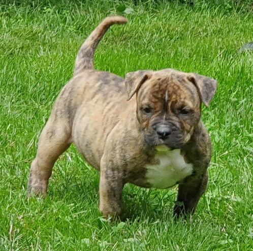 Old English Bulldog kunnen nu mee, Dieren en Toebehoren, Honden | Bulldogs, Pinschers en Molossers, Meerdere dieren, Bulldog, Particulier