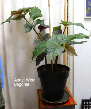  Begonia Engelvleugel potplant beschikbaar voor biedingen