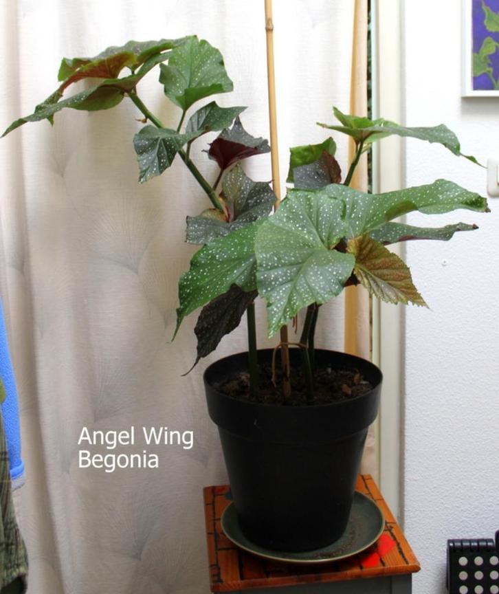 Begonia Engelvleugel potplant, Huis en Inrichting, Kamerplanten, Overige soorten, Minder dan 100 cm, Bloeiende kamerplant, Volle zon