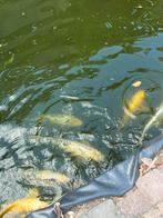 Koi karpers te koop, Dieren en Toebehoren, Karper of Koi