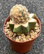 Cactus, Pediocactus, Ophalen of Verzenden, Cactus, Volle zon, Minder dan 100 cm