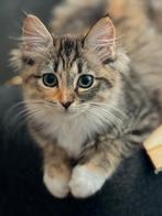 Lieve aanhankelijke Ragdoll kittens, Dieren en Toebehoren, Meerdere dieren
