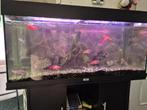 Juwel 180 aquarium met circa 13 cycliden., Dieren en Toebehoren, Vissen | Aquaria en Toebehoren, Ophalen, Zo goed als nieuw, Gevuld zoetwateraquarium