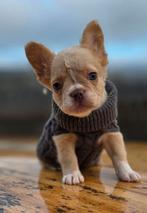 🥰 nog 2 super knappe, leuke x fluffy franse bulldog pups 🥰, Teef, Bulldog, Meerdere, Nederland