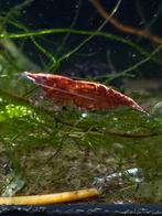 Neocaridina red, Kreeft, Krab of Garnaal, Zoetwatervis, Schoolvis