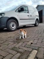 Lieve poesjes te koop!, Dieren en Toebehoren, Katten en Kittens | Overige Katten, Poes, Kortharig, 0 tot 2 jaar