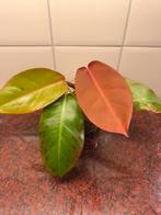 Philodendron prince of orange albo variegata, Huis en Inrichting, Ophalen of Verzenden, Halfschaduw, Minder dan 100 cm