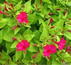 Nachtschone of Belle de Nuit Rood en Geel, Volle zon, Vaste plant, Zomer, Ophalen