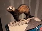 Opgezette bunzing €65,- taxidermie opgezette dieren, Ophalen of Verzenden, Zo goed als nieuw, Wild dier, Opgezet dier